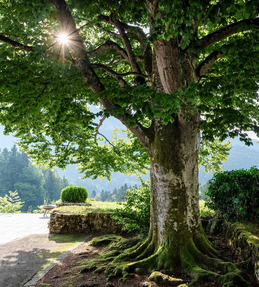 Sonnenlicht durch eine Baumkrone, Naturdetail im Mountain Retreat Center
